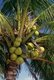 Thailand: Ripening coconuts, Andaman Sea coast